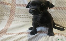 Mixed Breed dogs for sale: Patterdale/ fell terriers/ lakeland  - Image 15