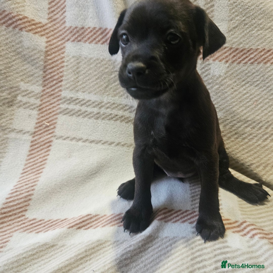 Mixed Breed dogs for sale: Patterdale/ fell terriers/ lakeland  - Image 15