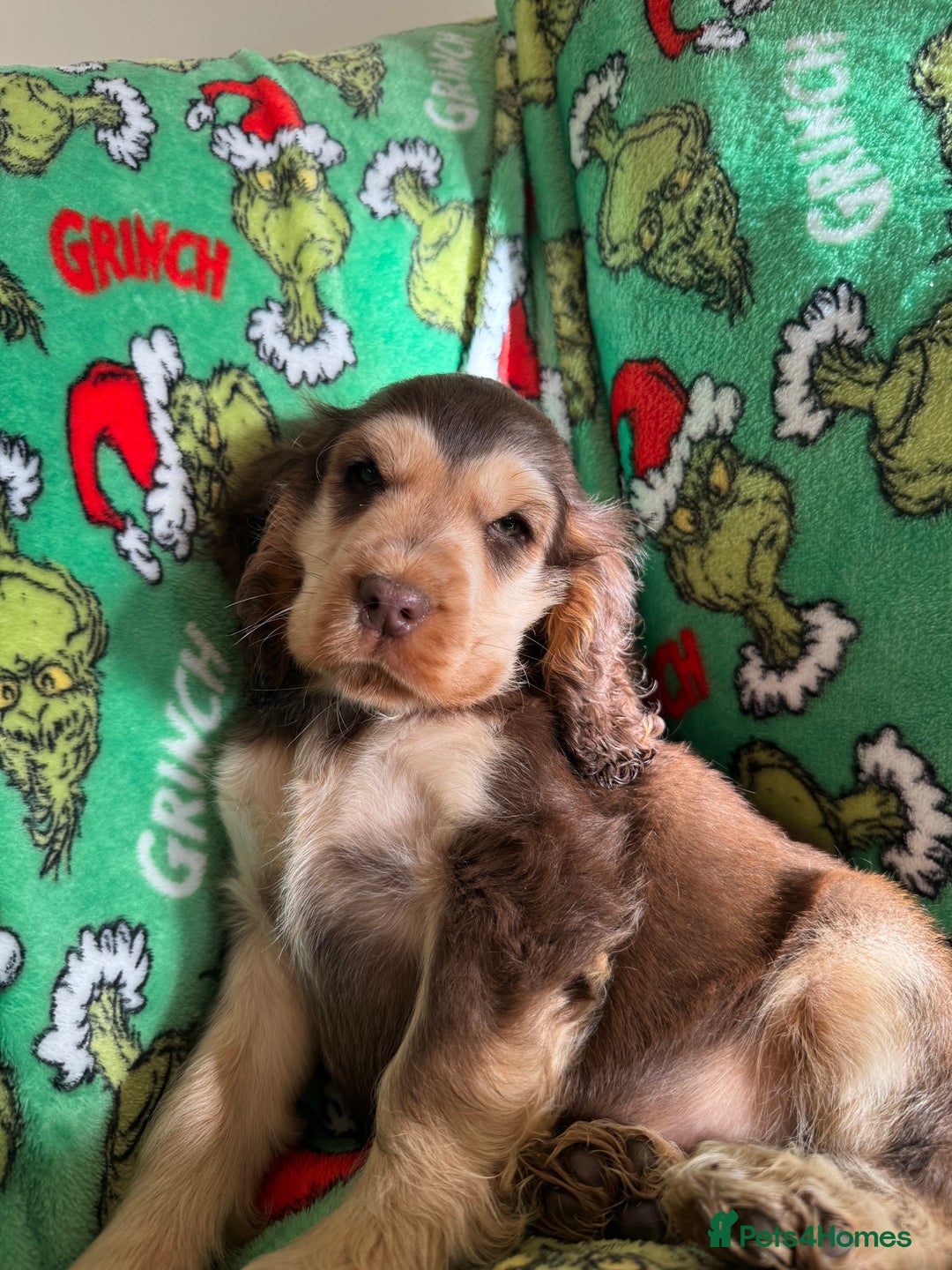 Cocker Spaniel dogs for sale: Show type boys   - Advert 1