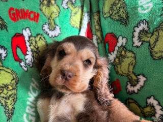 Cocker Spaniel dogs Show type boys - Advert 1