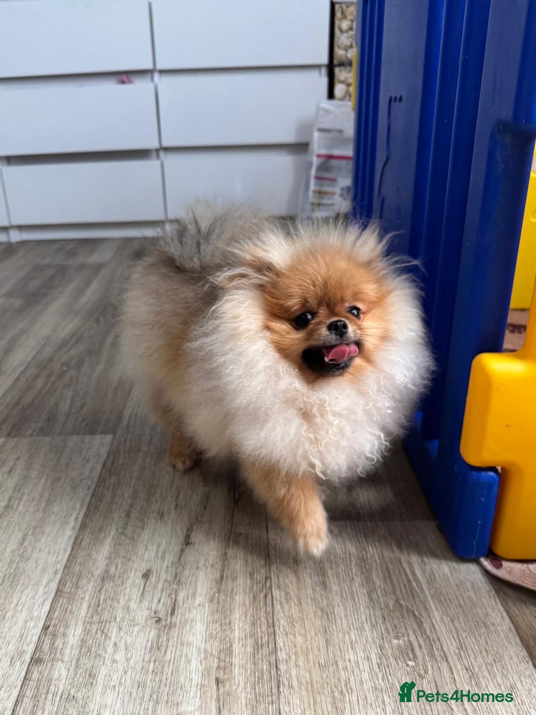 Pomeranian dogs for sale: Champion KC registered Pomeranian  - Image 15