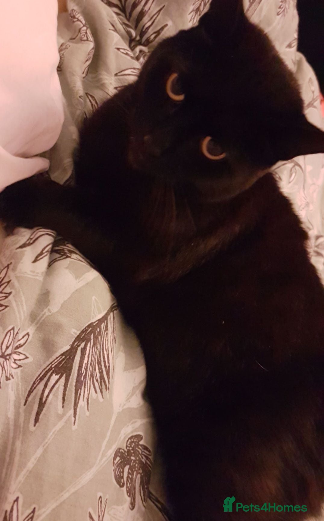 Mixed Breed cats Treacle - Advert 12