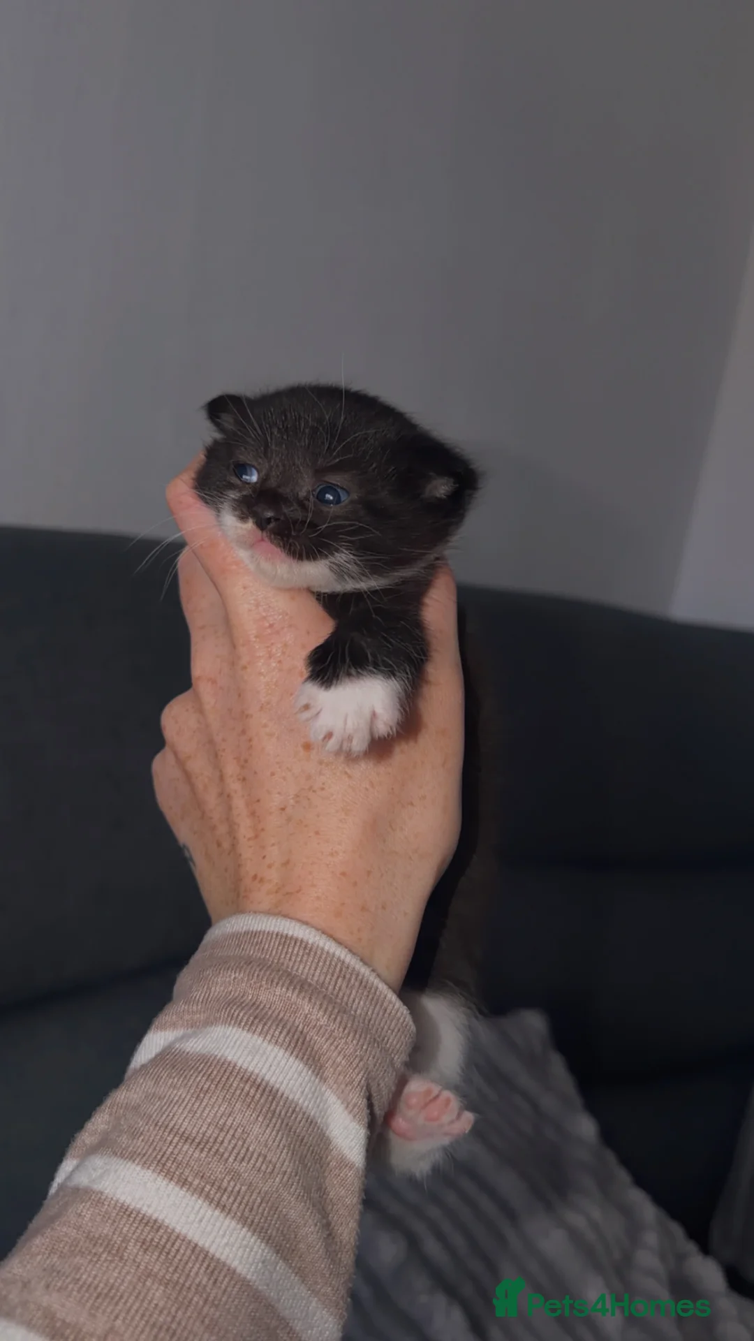 British Shorthair cats for sale: Ragdoll X British Short Haired  - Advert 2