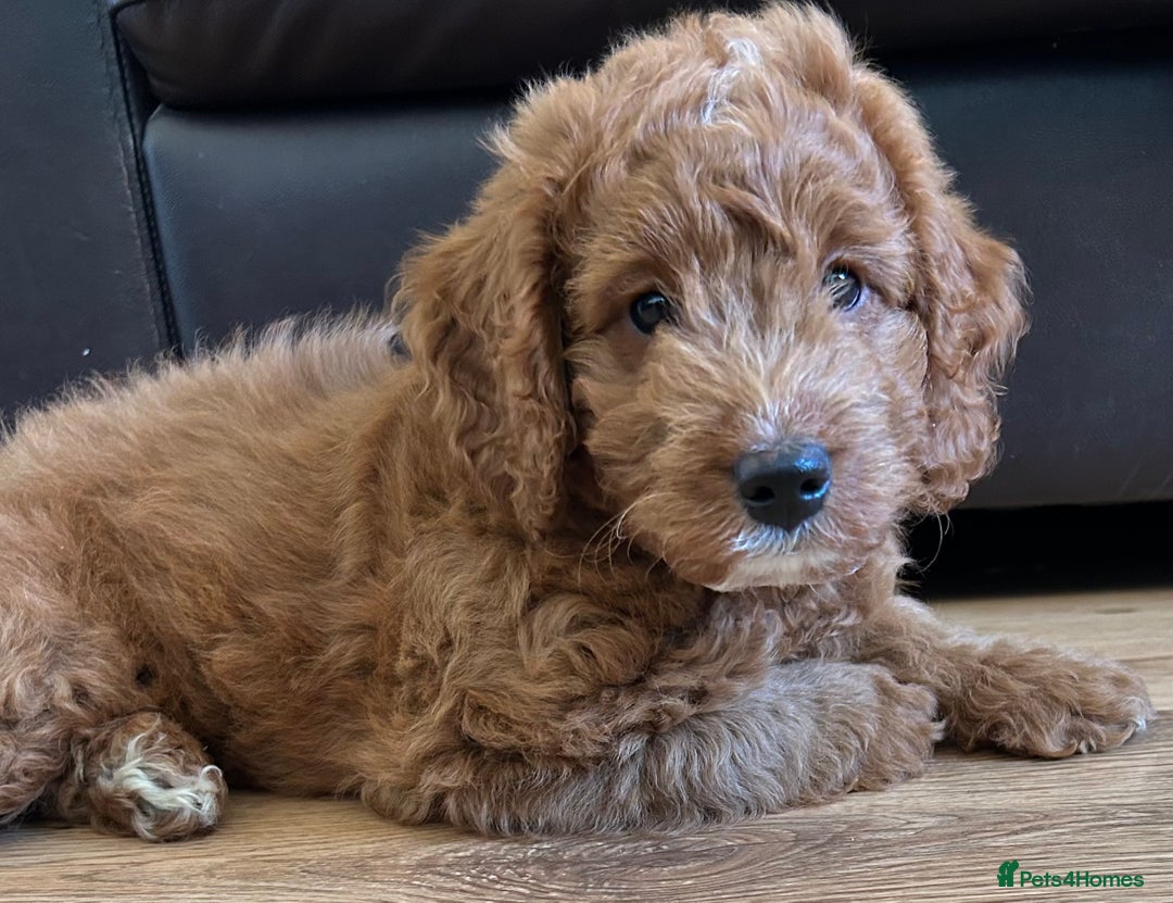 Cockapoo dogs for sale: Toy Cockapoo  - Image 7