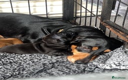 Dachshund dogs for sale: Miniature Dachshund Puppies  - Image 23