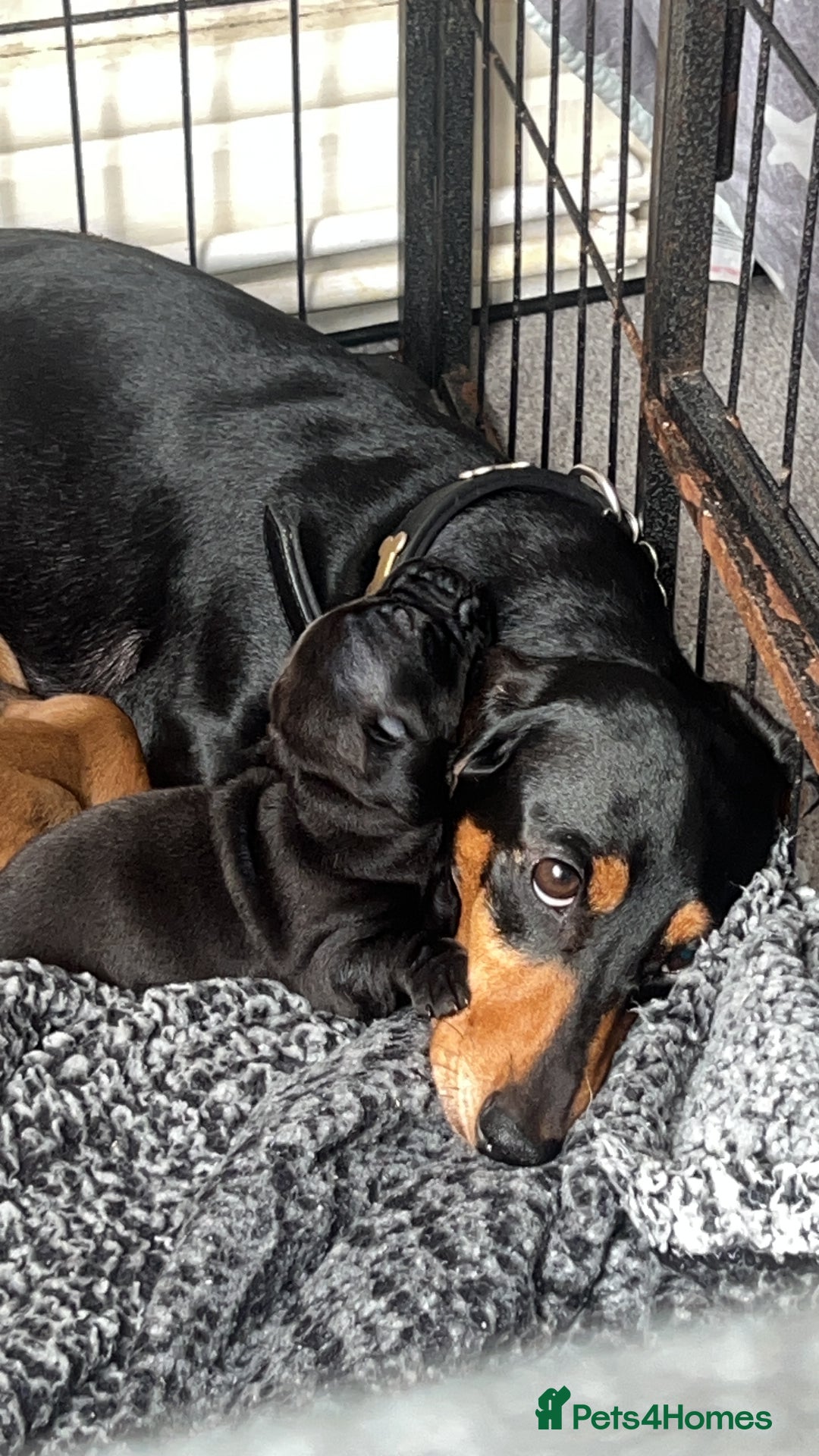 Dachshund dogs for sale: Miniature Dachshund Puppies  - Image 23
