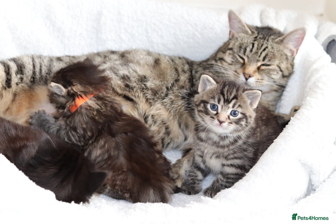 Mixed Breed cats for sale: Beautiful Kittens - Advert 16