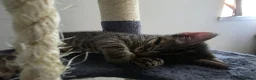 Mixed Breed cats for sale: 3 stunning boy kittens  - Advert 16
