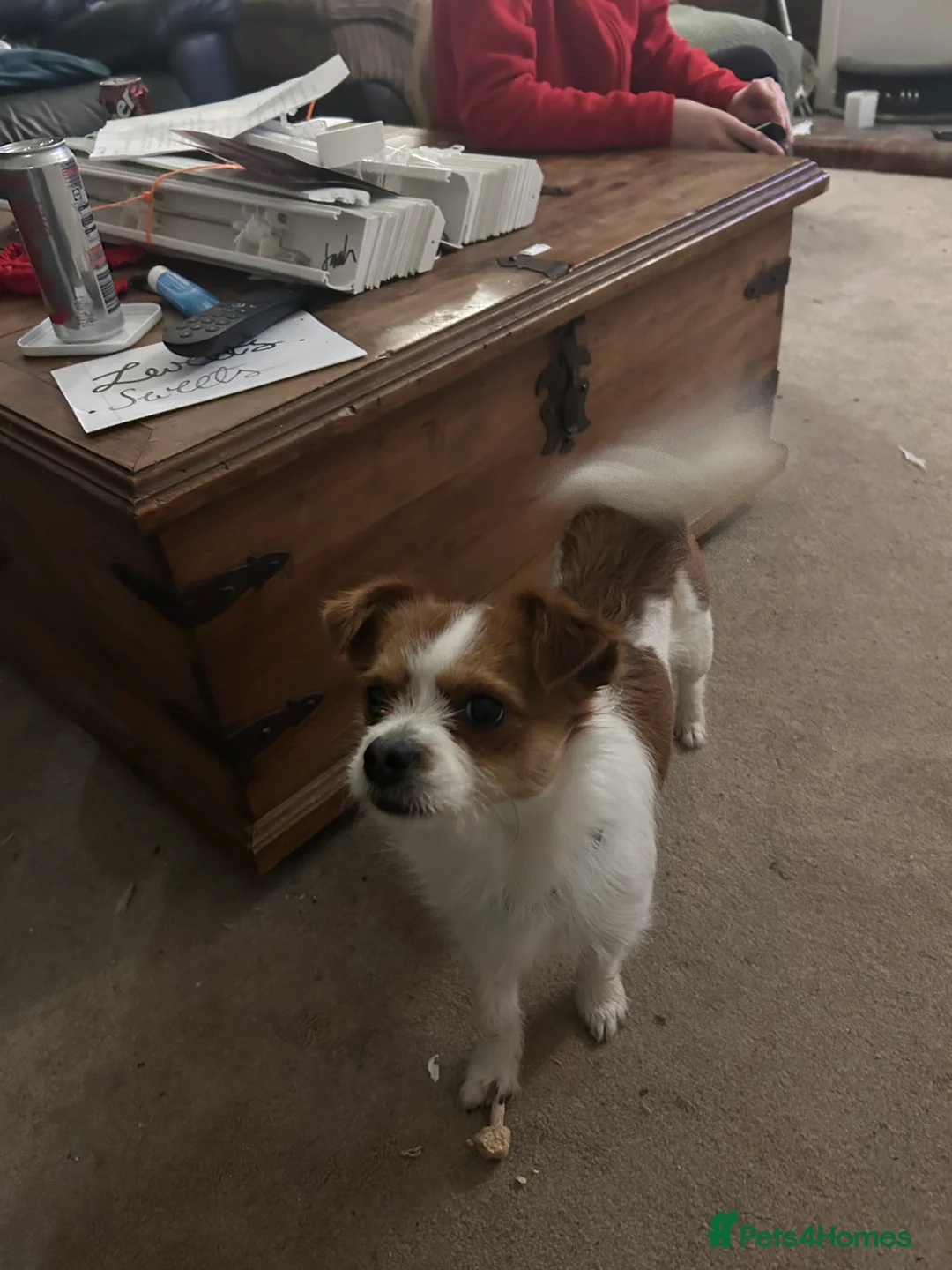 Chorkie dogs for sale: Reggie the Chorkie - Advert 4