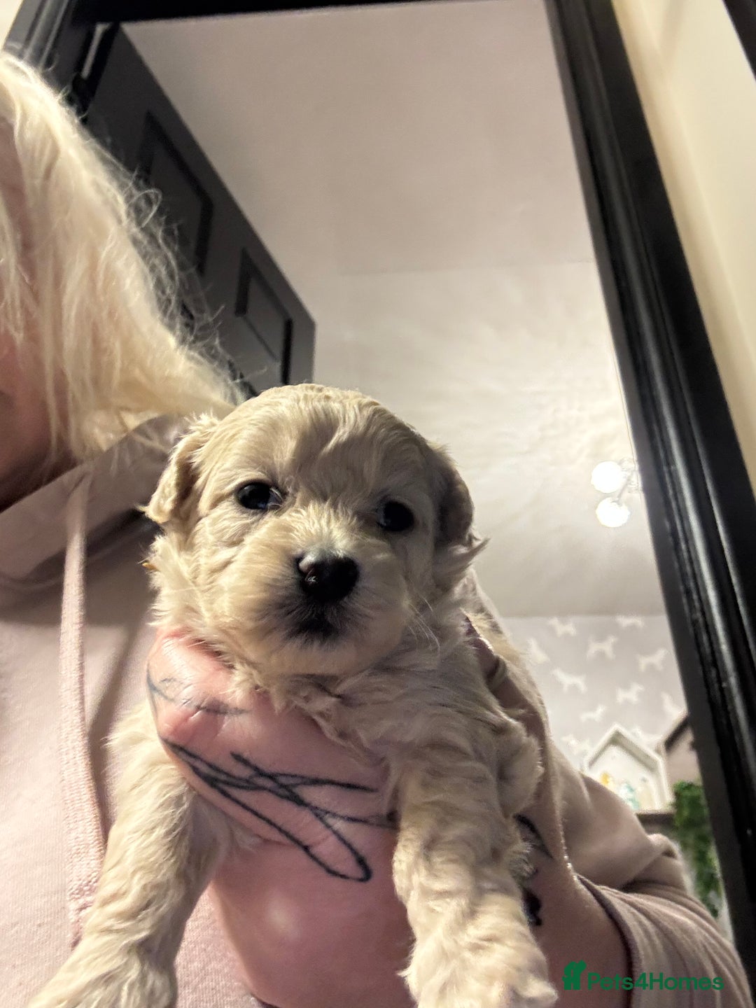 Maltipoo dogs for sale: Teddy bear maltipoo puppies  - Advert 19