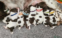 English Springer Spaniel dogs for sale: English Springer Spaniels Puppies 🐾 - Image 16