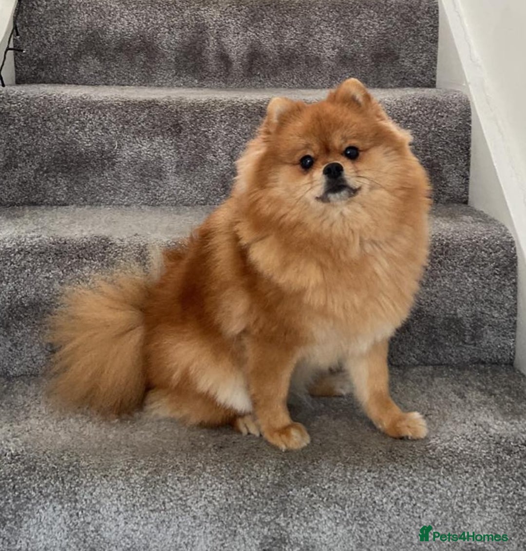 Pomeranian dogs for sale: Stunning Teddy purebreed Russian/Ukrainian poms in Basildon - Image 15