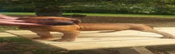 Rhodesian Ridgeback dogs for sale: Kc reg.health tested Rr puppies - Advert 13