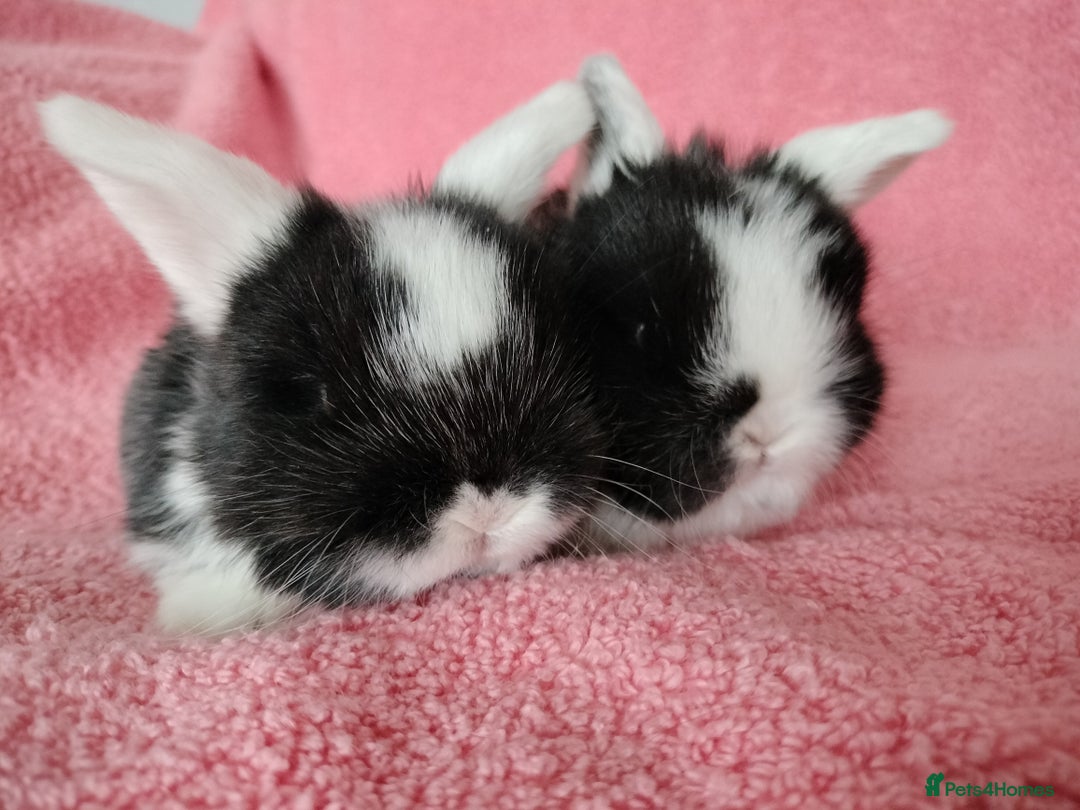 Mini Lop rabbits for sale: Baby mini lops for sale  - Advert 3
