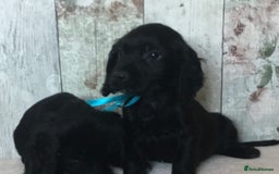 Cocker Spaniel dogs for sale: Well socialised Pedigree Cocker pups - Image 6