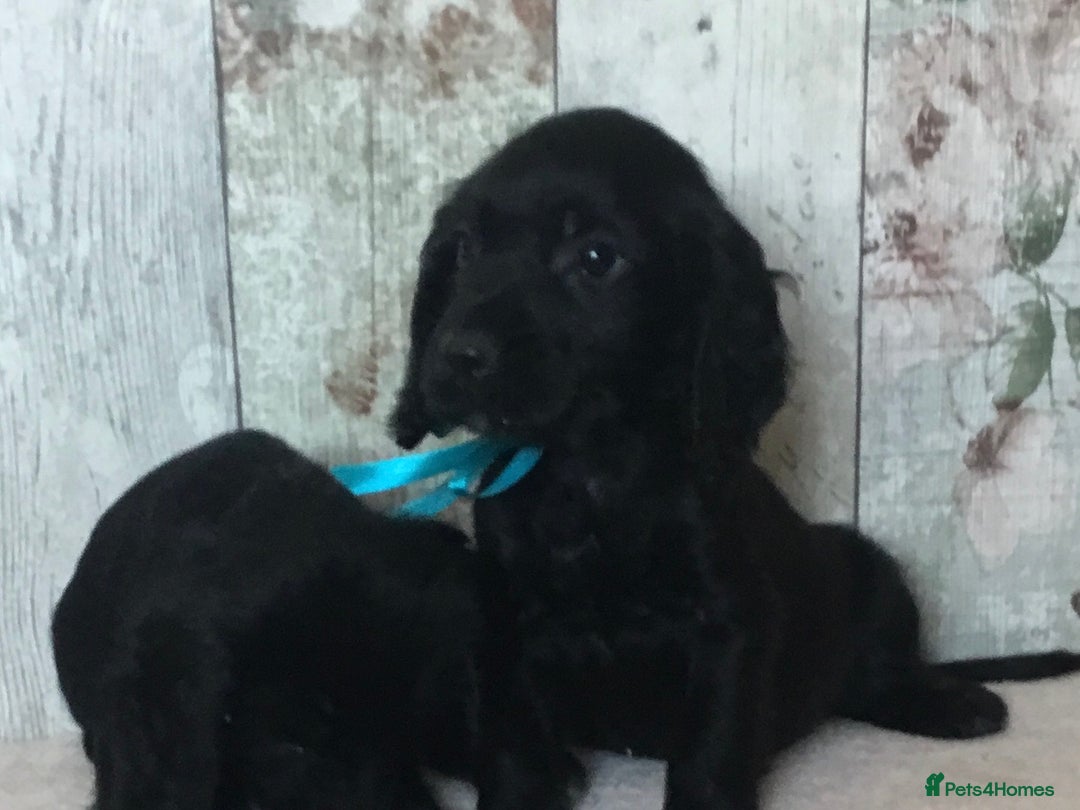 Cocker Spaniel dogs for sale: Well socialised Pedigree Cocker pups - Image 6