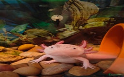 Axolotl reptiles for sale: Axolotls - Advert 6