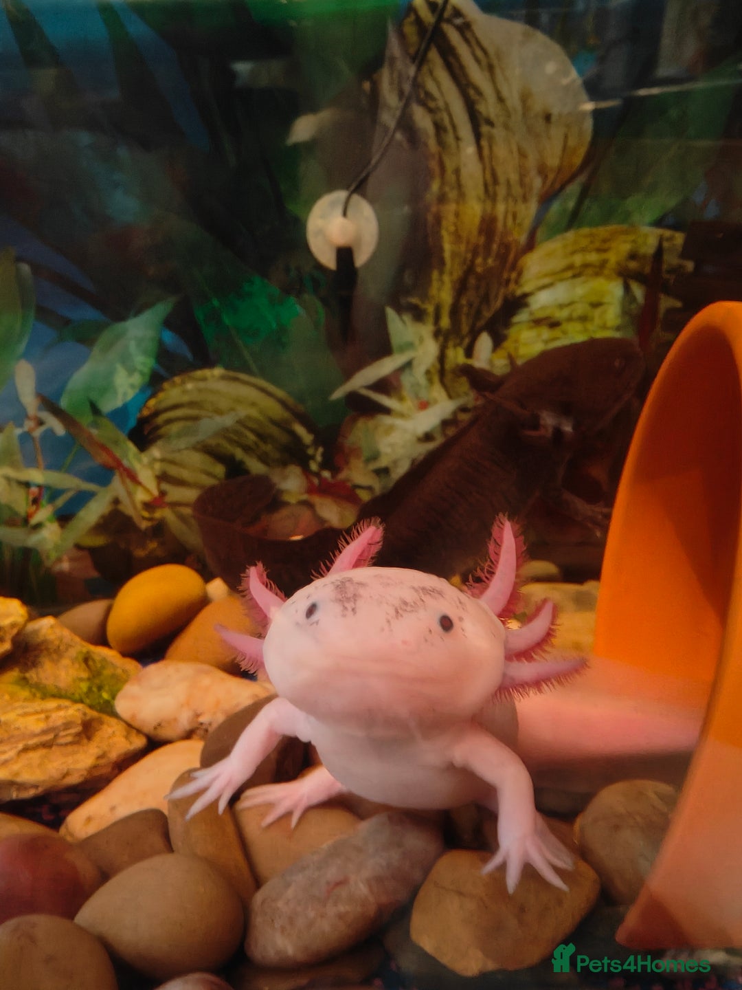 Axolotl reptiles for sale: Axolotls - Advert 6