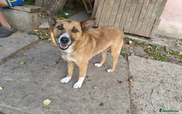Mixed Breed dogs for adoption: 💖🐶 CLEO 🐶💖 - Image 2