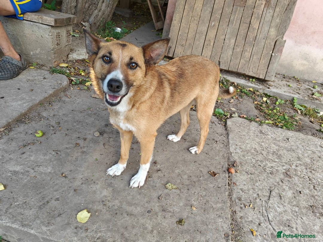 Mixed Breed dogs for adoption: 💖🐶 CLEO 🐶💖 - Image 2