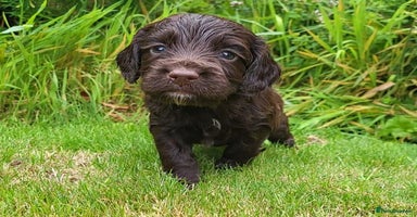 Cocker Spaniel dogs - Advert 6