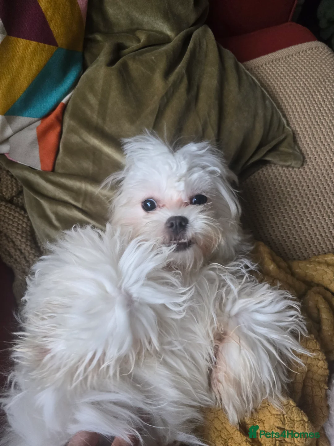 Malshi dogs for sale: Beautiful Malshi girl - Advert 2