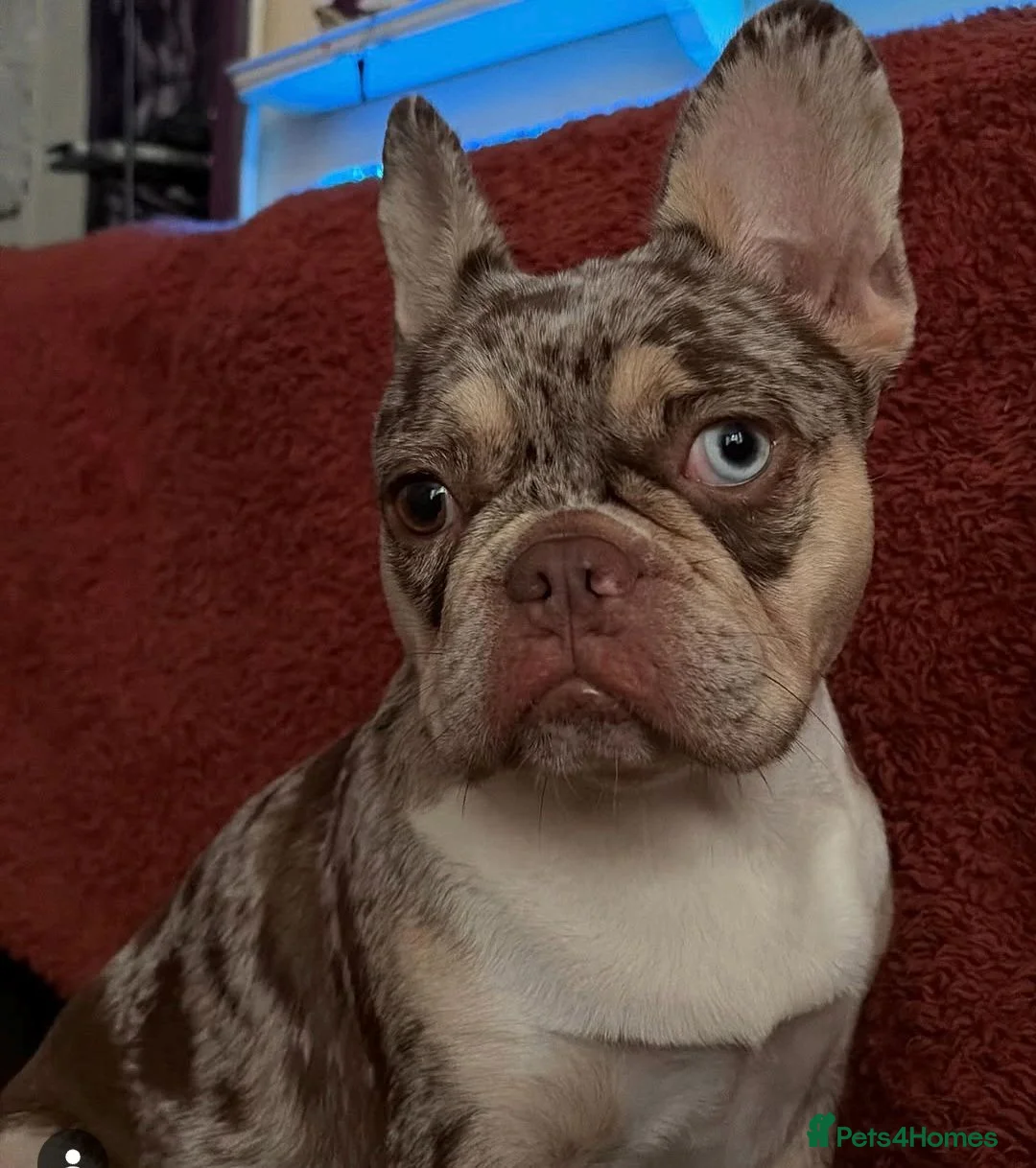 French Bulldog dogs for sale: Beautiful french bulldog puppies - Advert 19