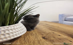 Scottish Fold cats for sale: Playful Scottish Fold & Straight Kittens for Sale! - Image 5