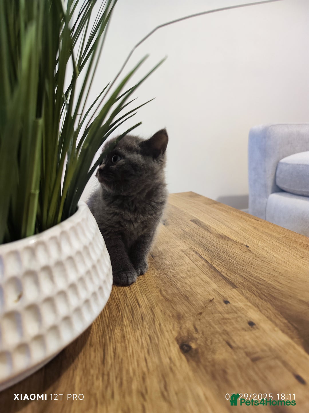 Scottish Fold cats for sale: Playful Scottish Fold & Straight Kittens for Sale! - Image 5