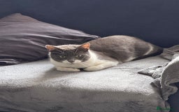 Mixed Breed cats for sale: Dolly  - Image 4