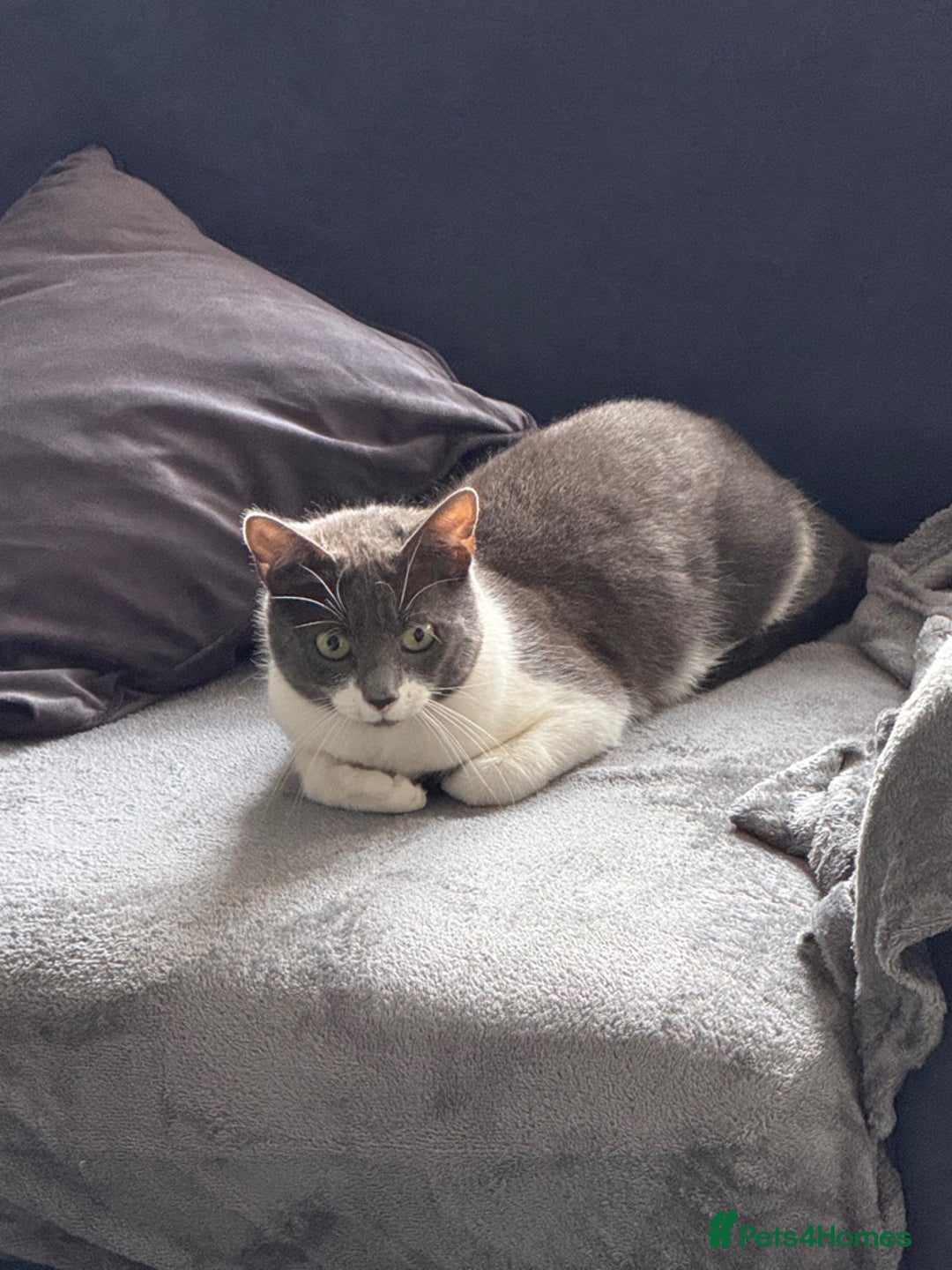 Mixed Breed cats for sale: Dolly  - Image 4