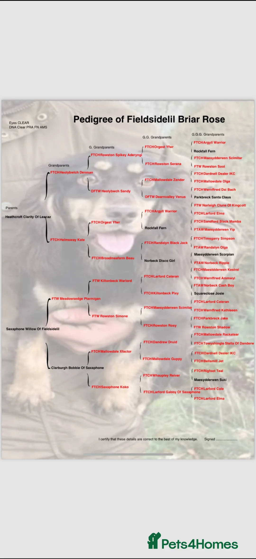 Cocker Spaniel dogs for sale: Ftw/OFTAW bred cocker spaniels  - Advert 3
