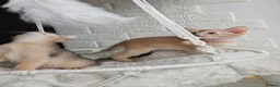 Abyssinian cats for sale: Beautiful Abyssinian Kittens  - Advert 20