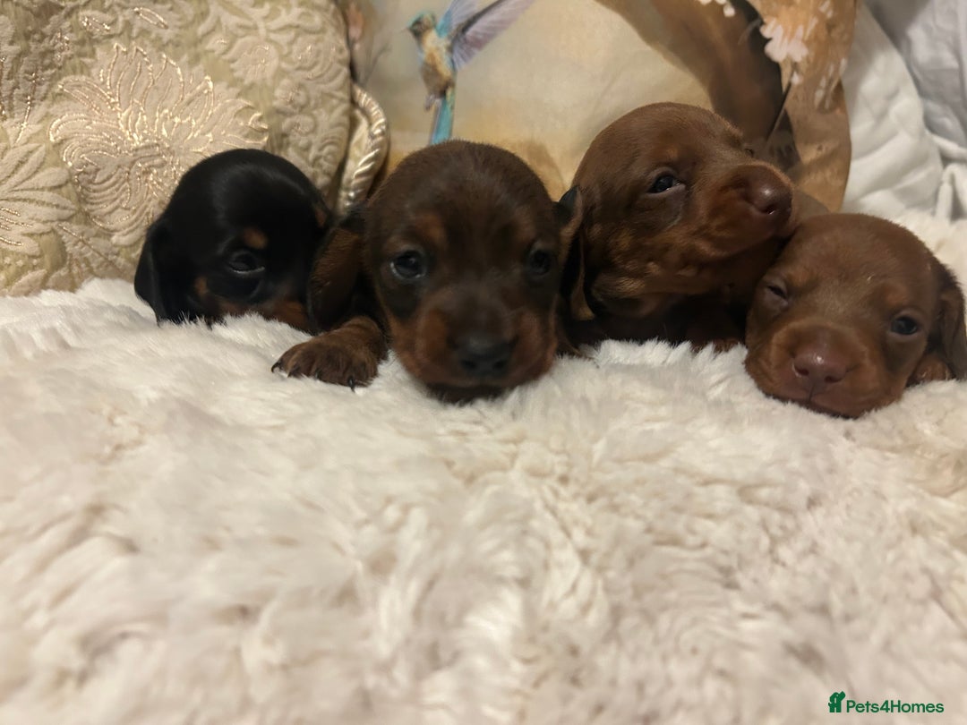 Miniature Dachshund dogs for sale: Kennel club registered litter of 4 pups - Image 15