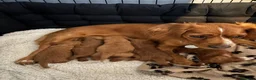 Cockapoo dogs for sale: RICH RED F1 TOY COCKAPOO PUPPIES - Advert 1
