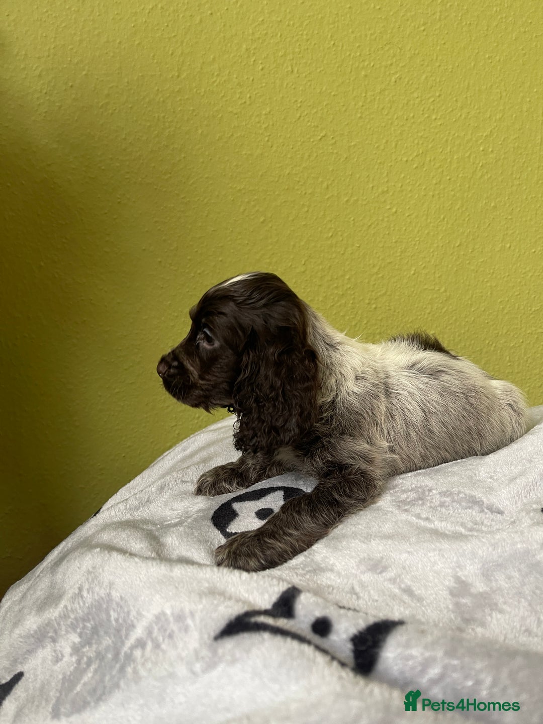 Cocker Spaniel dogs for sale: KC Show Chocolate Roan Boy! - ready 5th October!! - Image 25