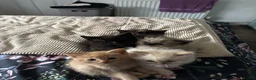 Mixed Breed cats for sale: Kittens for sale  - Advert 8