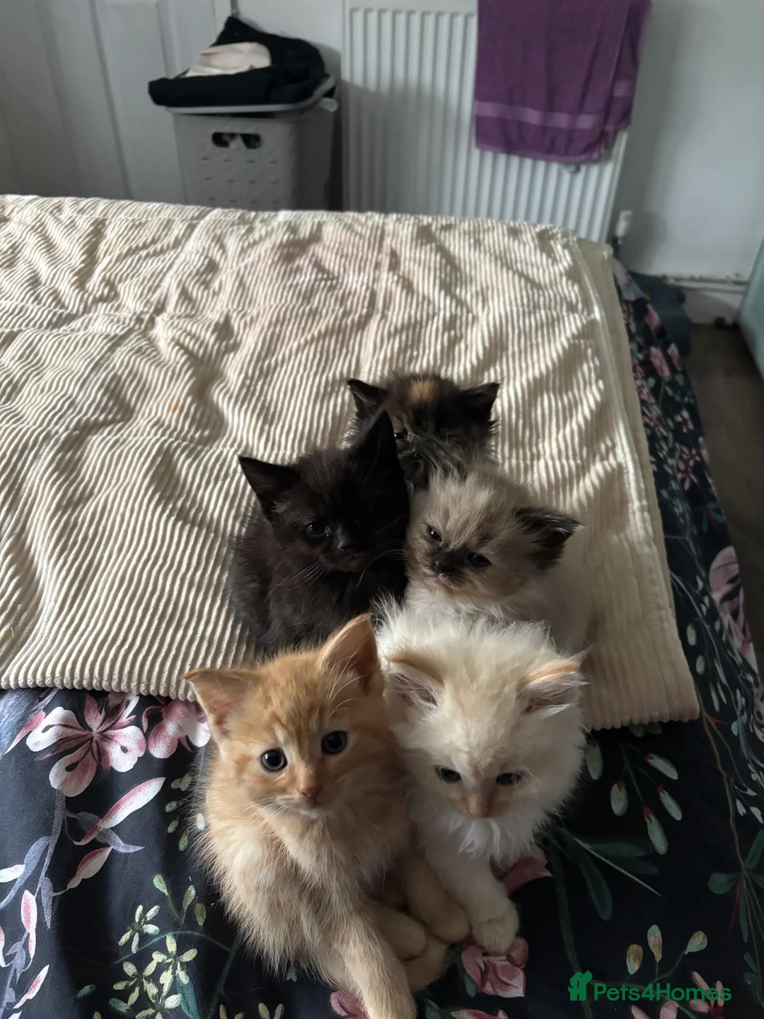 Mixed Breed cats for sale: Kittens for sale  - Advert 8