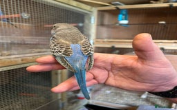 Budgerigars birds for sale: Hand reared Budgies  - Image 2