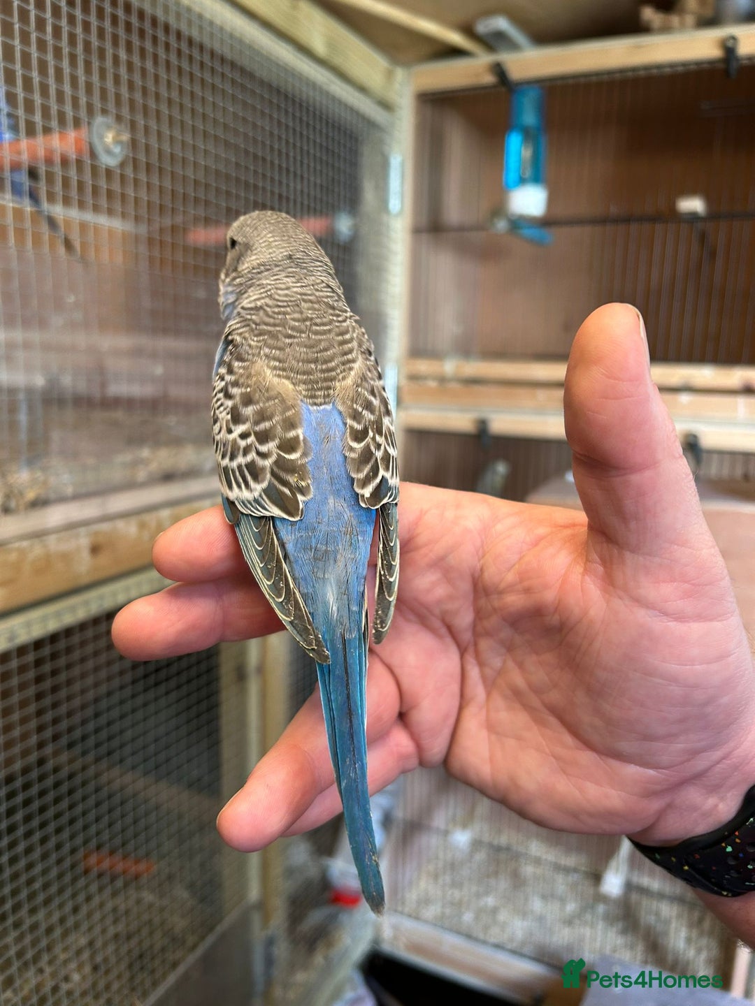 Budgerigars birds for sale: Hand reared Budgies  - Image 2