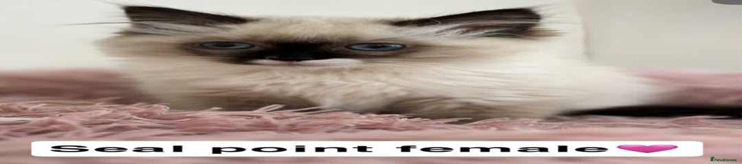 Ragdoll Kitten 6