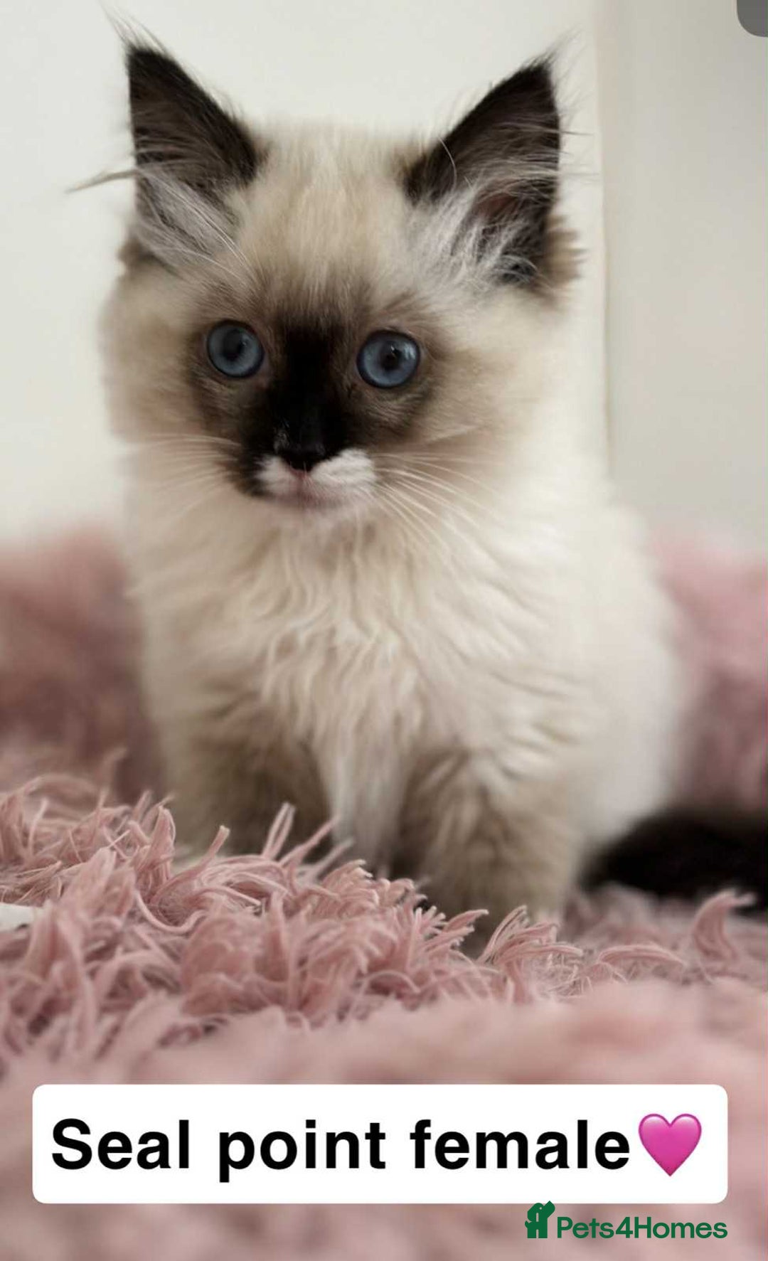 Ragdoll cats for sale: GCCF REGISTERED KITTENS non active - Image 4