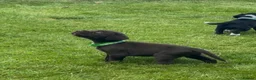 Cockerdor dogs for sale: Working Cockador Pups chocolate black white  - Advert 13