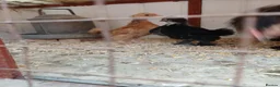 Mixed Breed birds for sale: bantam chicks  - Advert 2