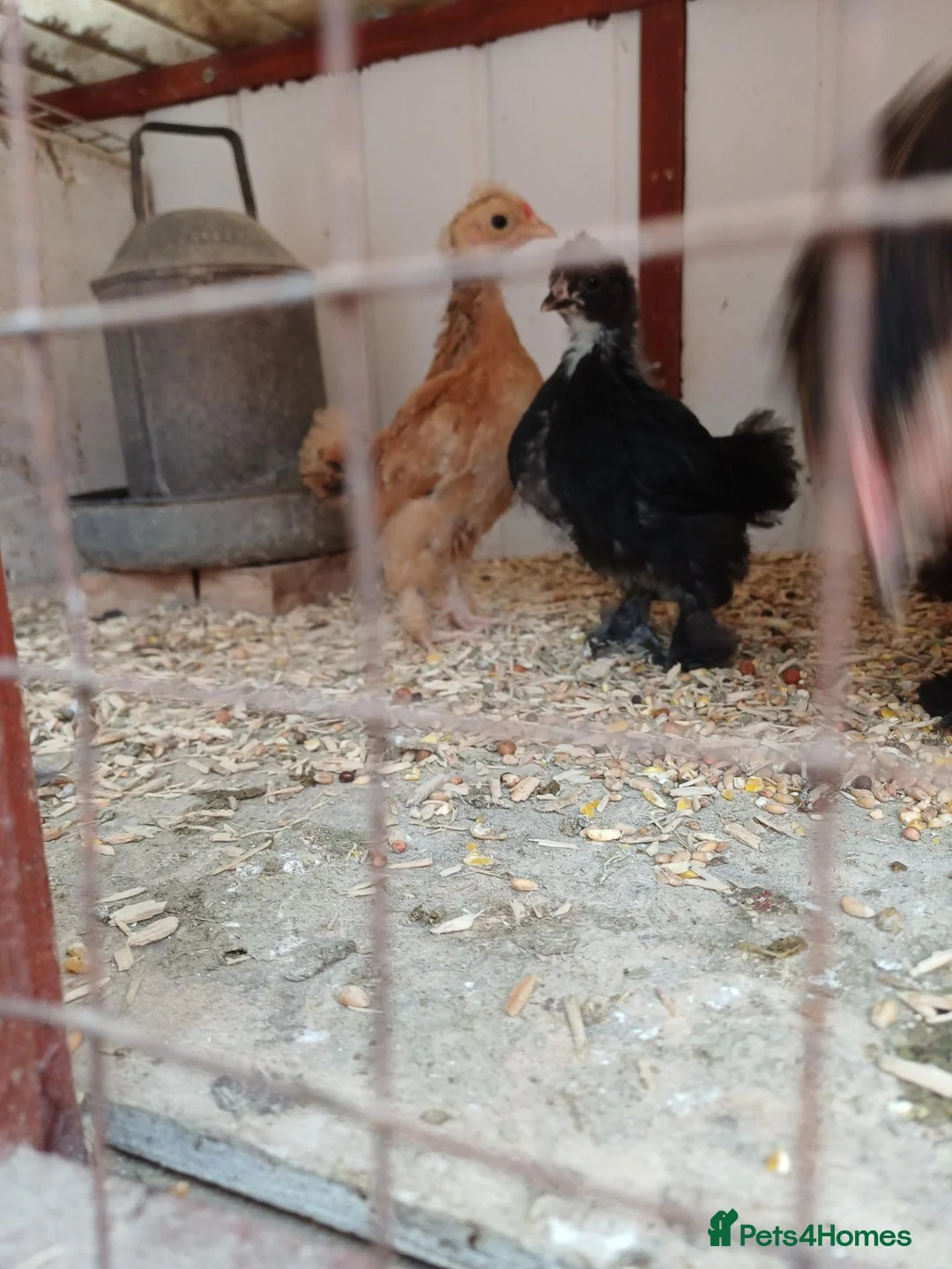 Mixed Breed birds for sale: bantam chicks  - Advert 2