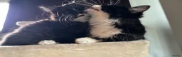 Mixed Breed cats for sale: Kitten for sale - Advert 3