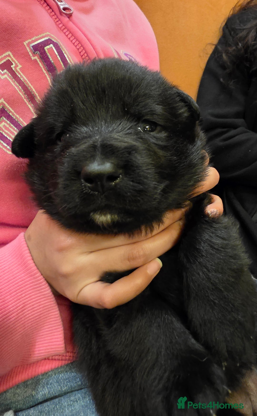 German Shepherd dogs for sale: Rare All-Black GSD Girls - Parents Owned & Present - Advert 14