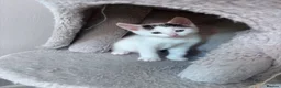 Mixed Breed cats for sale: Beautiful kittens - Advert 5