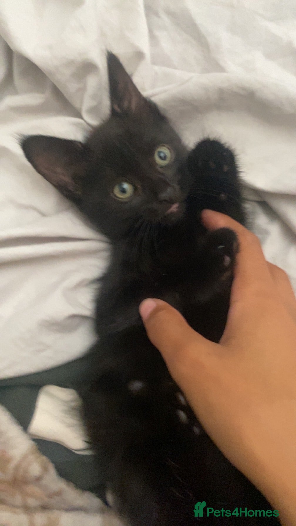 Mixed Breed cats 2 babys for sale  - Advert 14