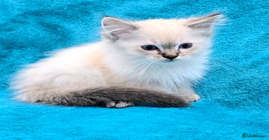 Ragdoll cats 'REDUCED' PEDIGREE GCCF REG CHAMPION LINE RAGDOLLS - Advert 12